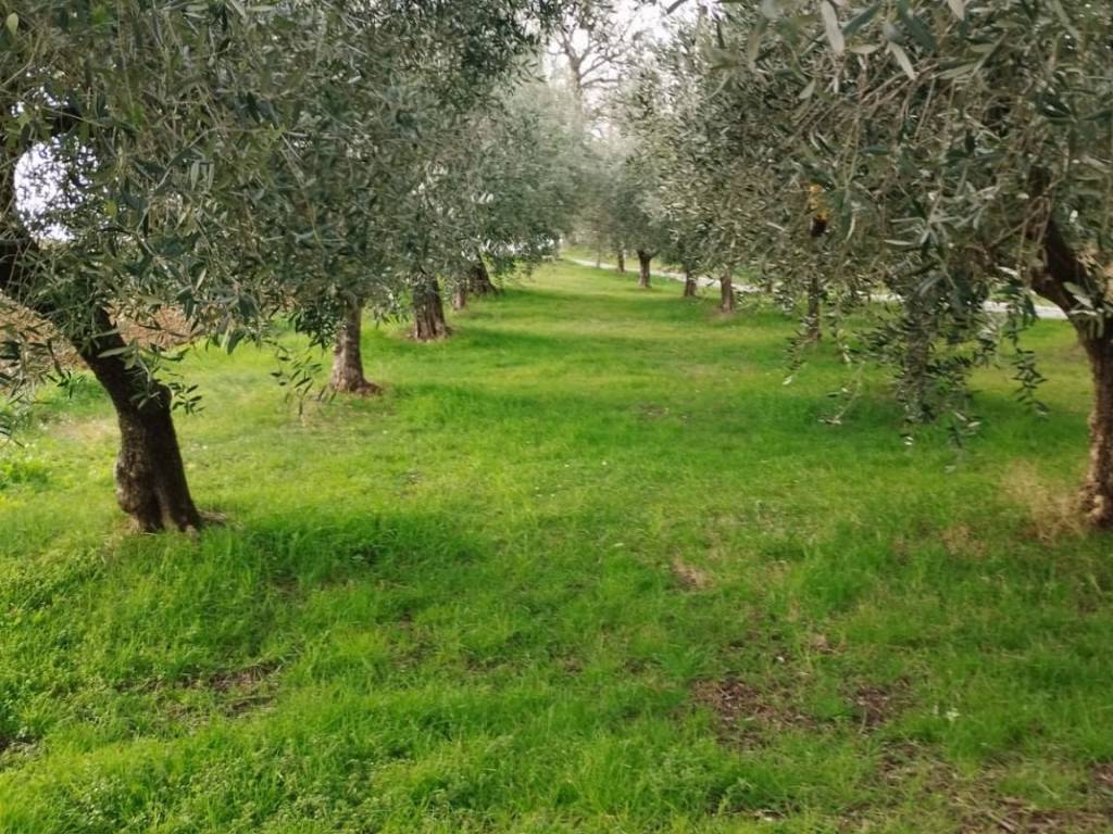 Terreno a Appignano - Foto 4