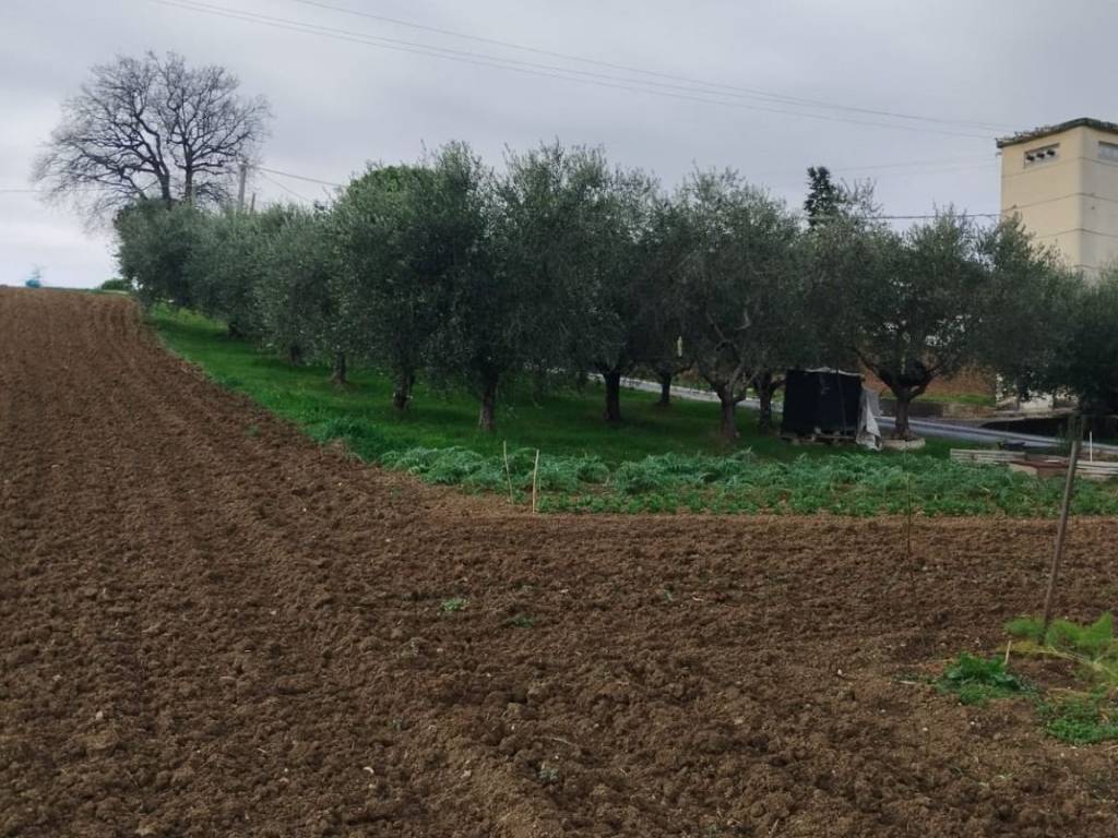 Terreno a Appignano - Foto 5