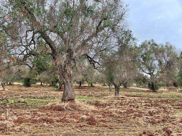 Terreno a San michele salentino in contrada signoranna - Foto 2