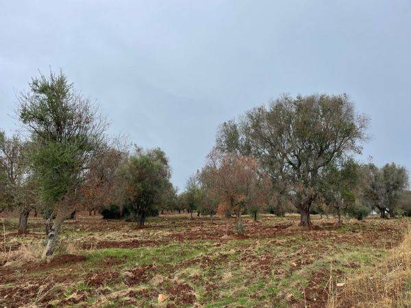 Terreno a San michele salentino in contrada signoranna - Foto 3