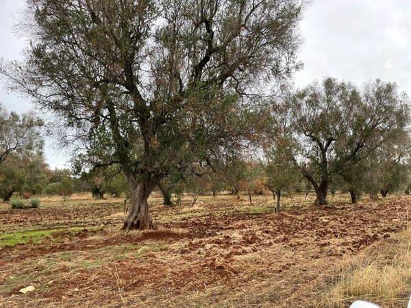Terreno a San michele salentino in contrada signoranna - Foto 4