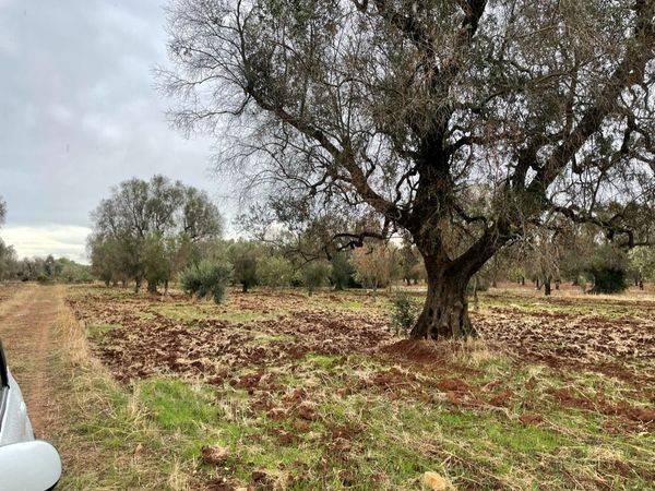 Terreno a San michele salentino in contrada signoranna - Foto 5