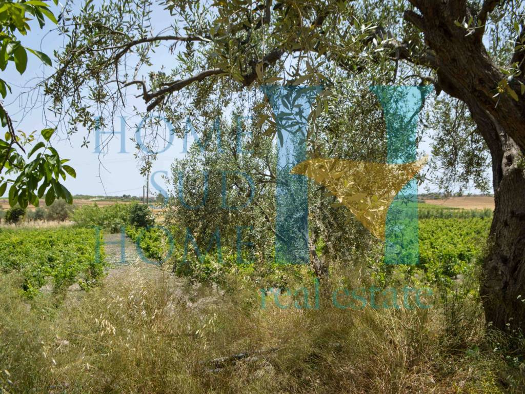 Rustico / casale a Noto in Via Tommaso Fazello, 228 - Foto 2