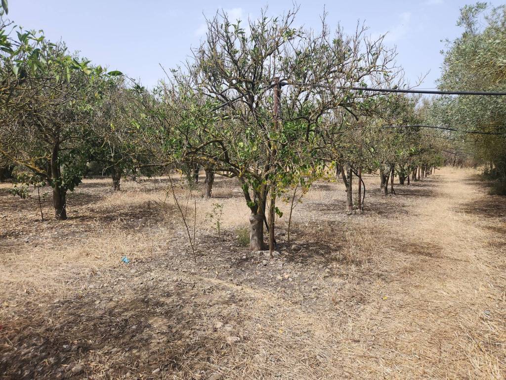 Terreno a San sperate - Foto 2