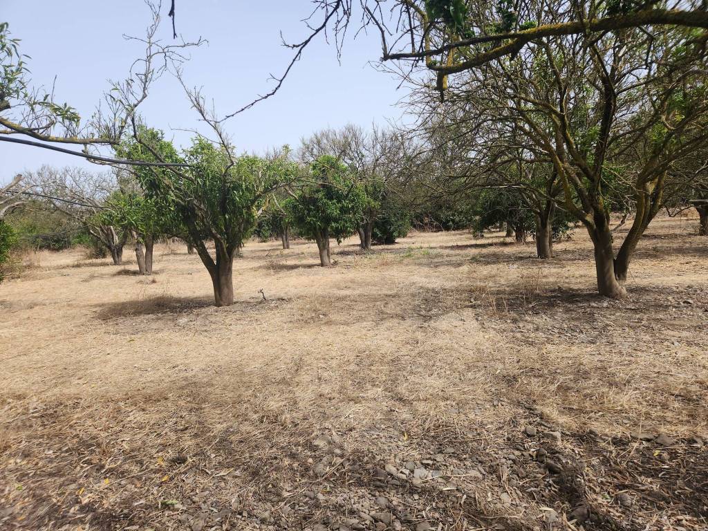 Terreno a San sperate - Foto 3