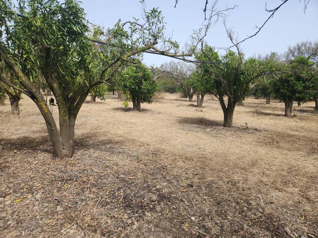 Terreno a San sperate - Foto 4