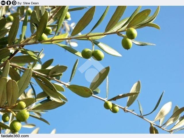 Terreno a Carovigno in Contrada Mindelli - Foto 2