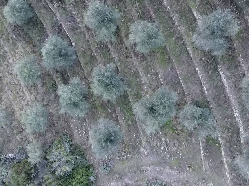 Terreno a Dolceacqua - Foto 3