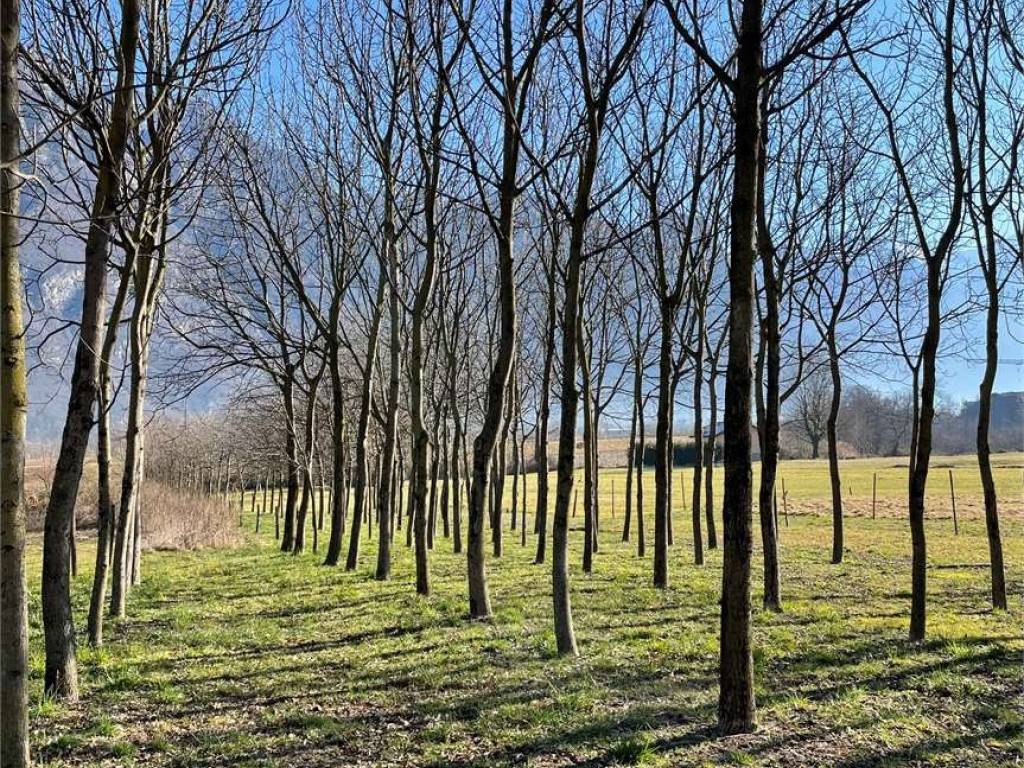 Terreno a Samolaco in San Pietro - Foto 3