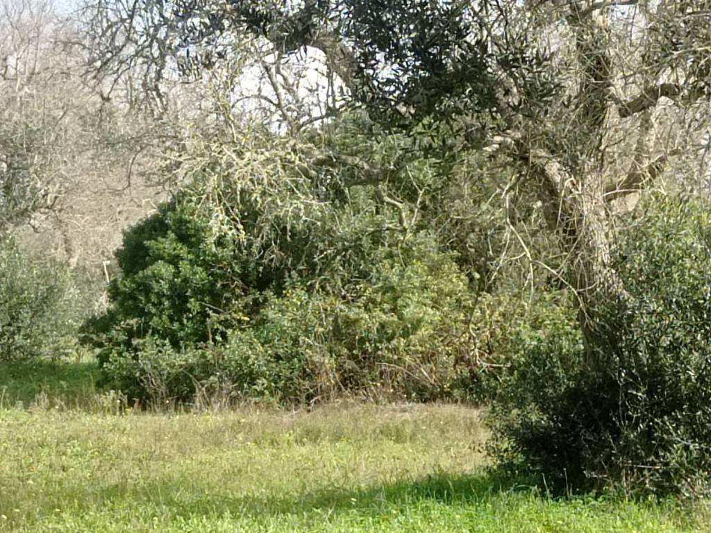 Terreno a Otranto in Ss16 s.n.c - Foto 3