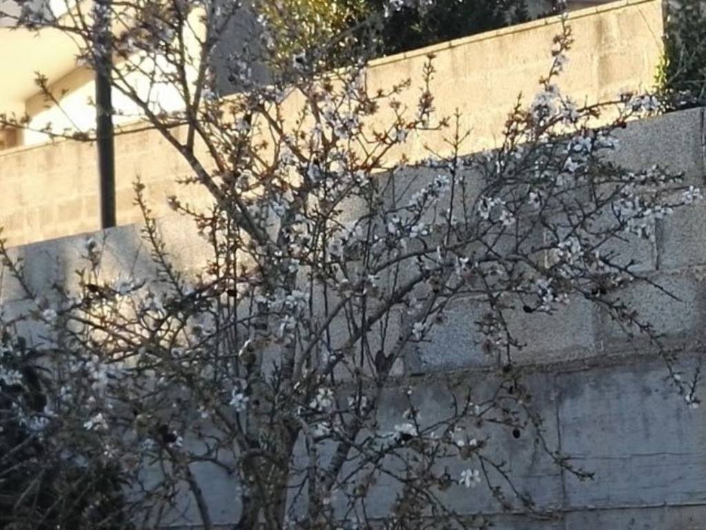 Terreno a Cursi in Via Tagliamento s.n.c - Foto 5
