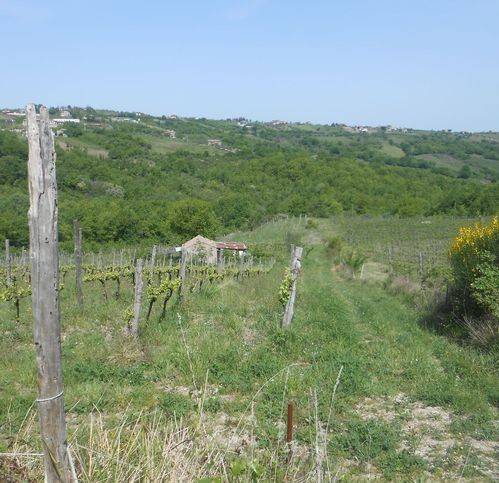 Terreno a Chiusano di san domenico in Chiusano - Foto 2