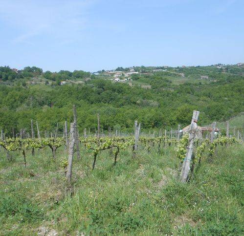 Terreno a Chiusano di san domenico in Chiusano - Foto 3