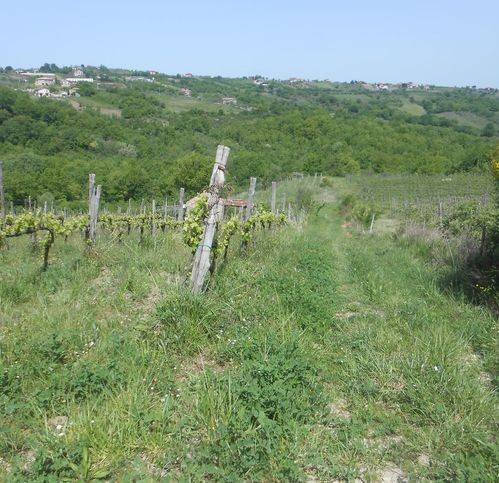 Terreno a Chiusano di san domenico in Chiusano - Foto 4