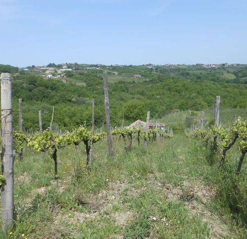 Terreno a Chiusano di san domenico in Chiusano - Foto 5