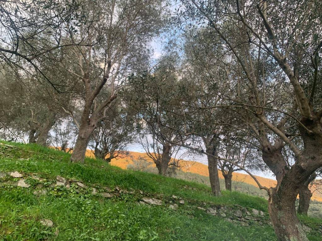 Terreno a San giuliano terme in località la valle - Foto 3