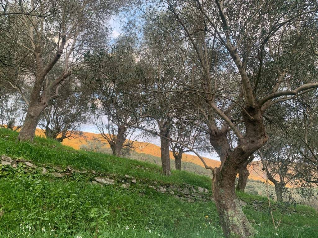 Terreno a San giuliano terme in località la valle - Foto 4