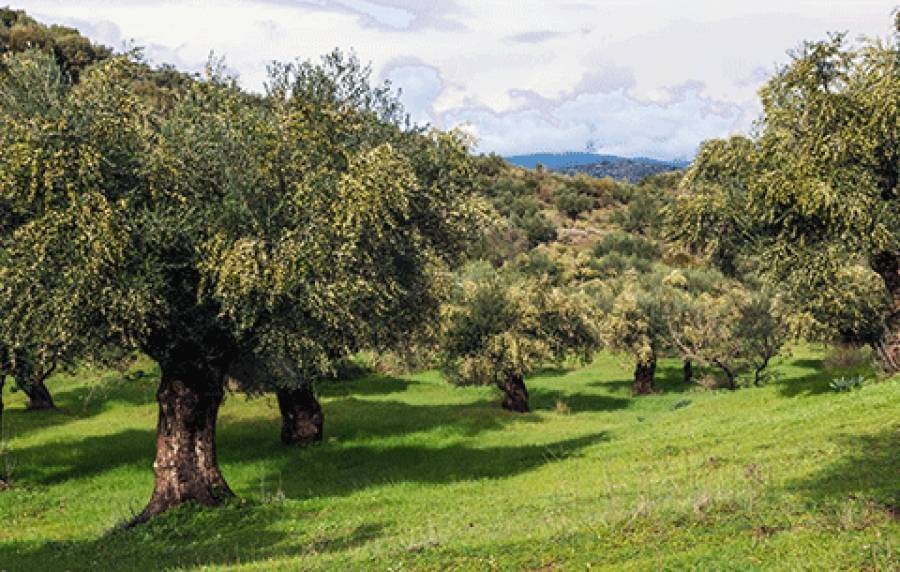 Terreno a San giuliano terme in località la valle - Foto 5