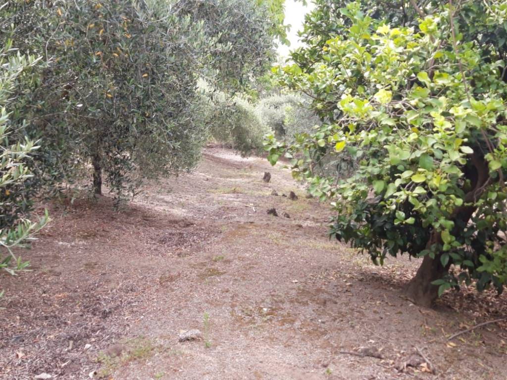 Terreno a Sarno - Foto 3