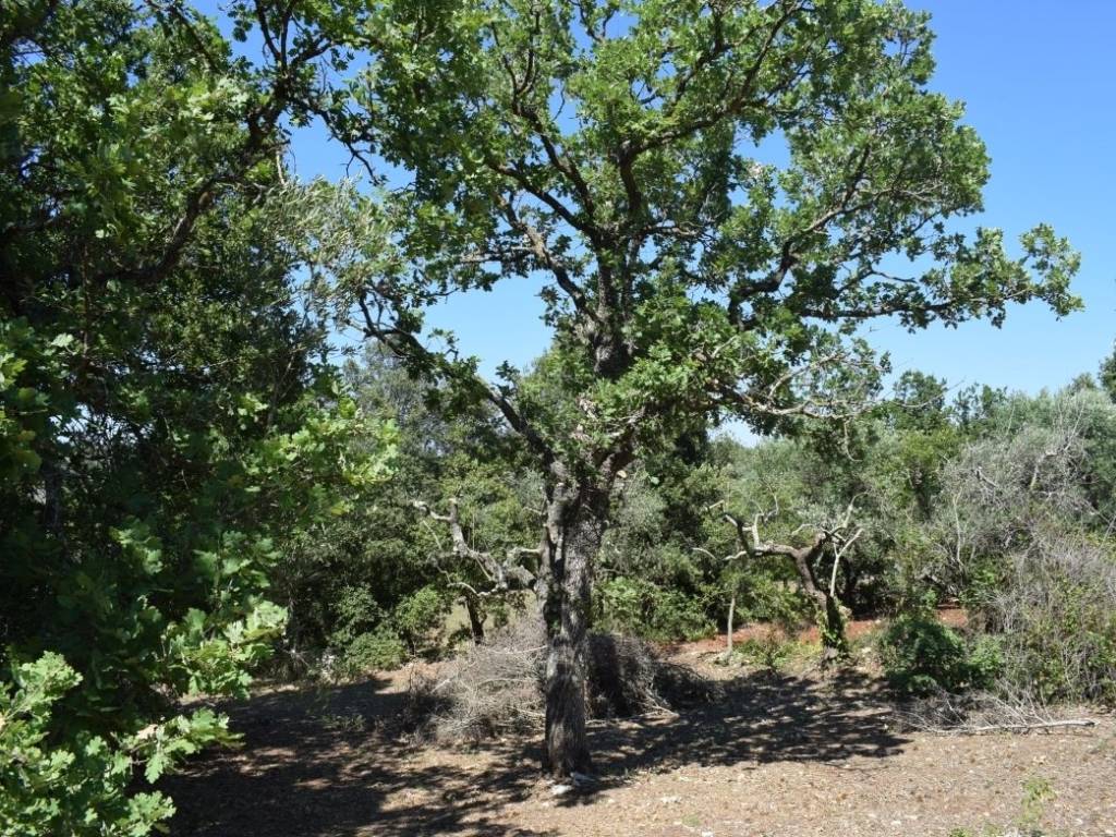 Rustico / casale a Ceglie messapica in SS581 - Foto 3