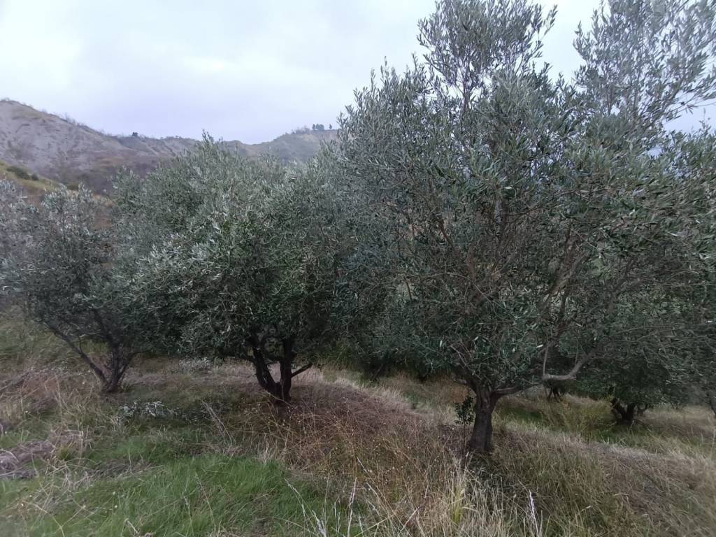 Terreno a Brisighella in Via Rovinale - Foto 3