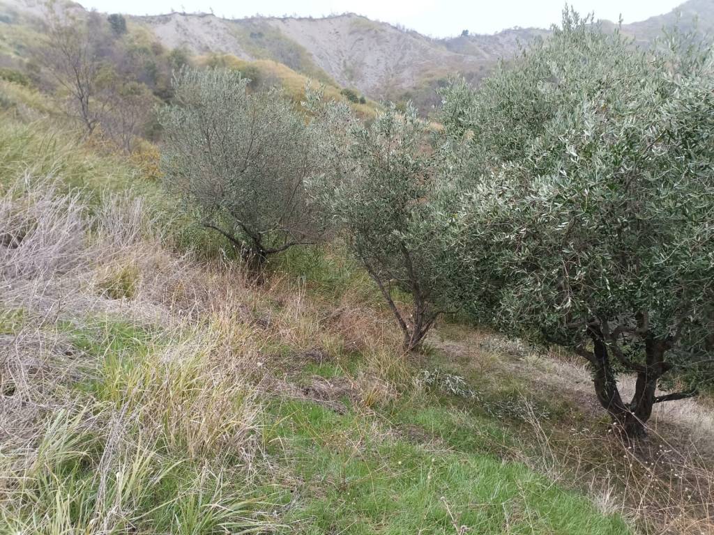 Terreno a Brisighella in Via Rovinale - Foto 4