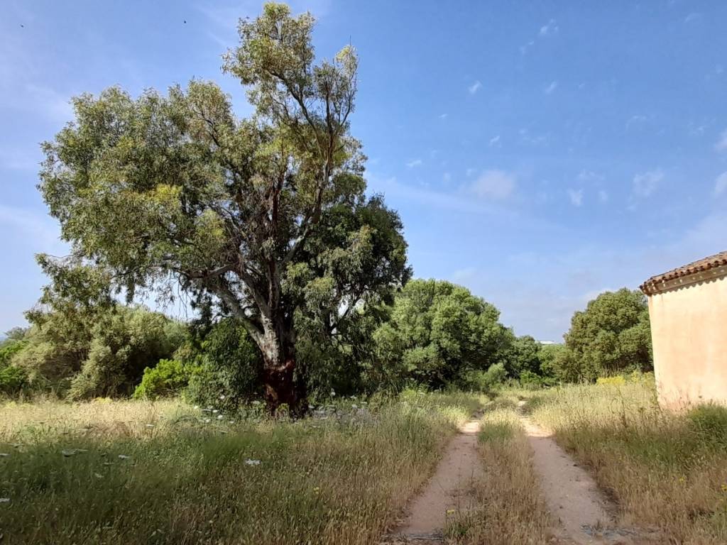 Terreno a Arzachena in SP115 - Foto 4