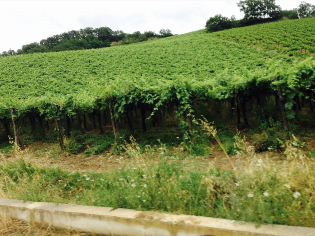 Terreno a Miglianico in Contrada Elcine - Foto 2