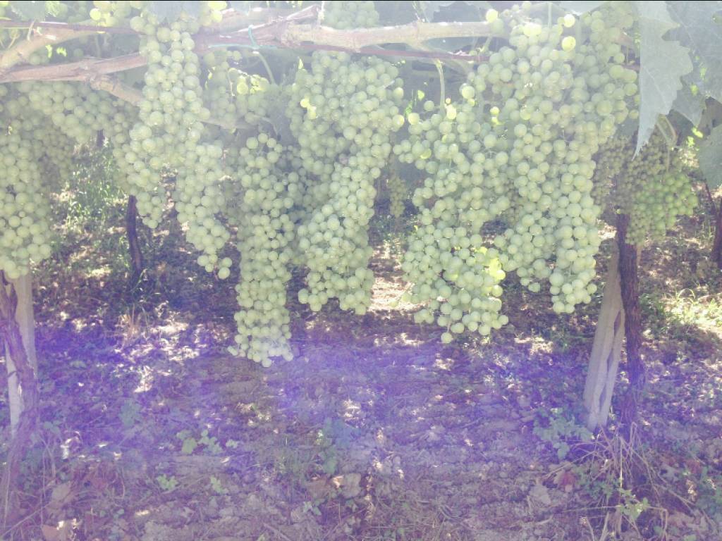 Terreno a Miglianico in Contrada Elcine - Foto 3