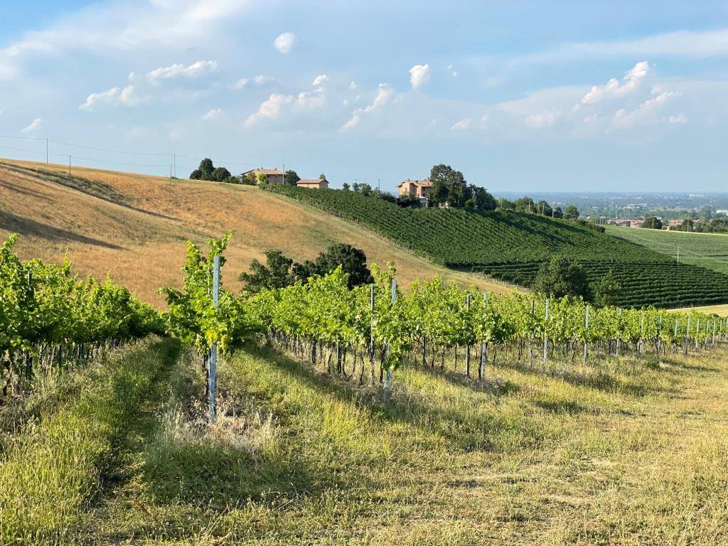 Terreno a Castelvetro di modena in Via Sinistra Guerro - Foto 5