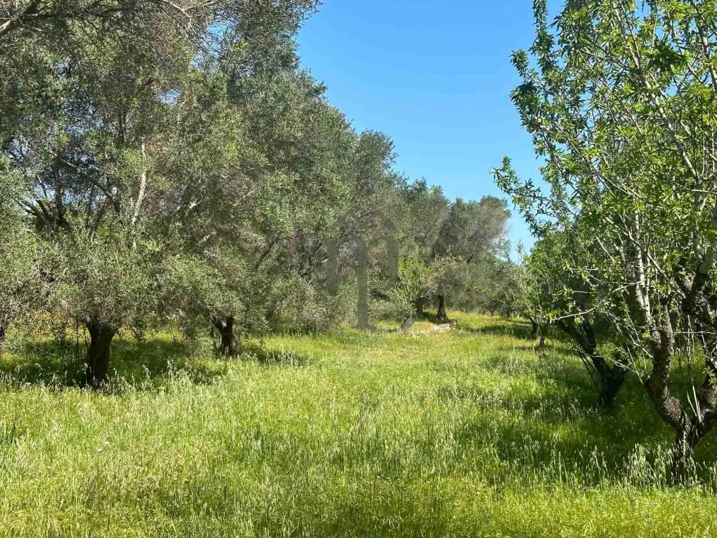 Terreno a Carovigno - Foto 2