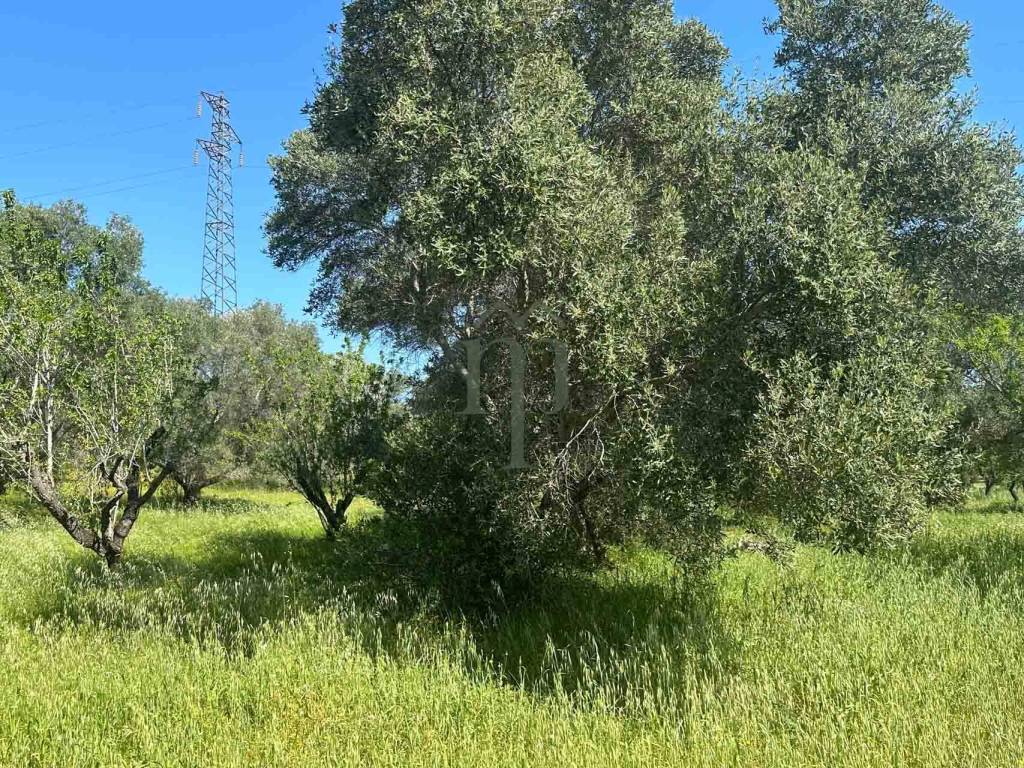 Terreno a Carovigno - Foto 3