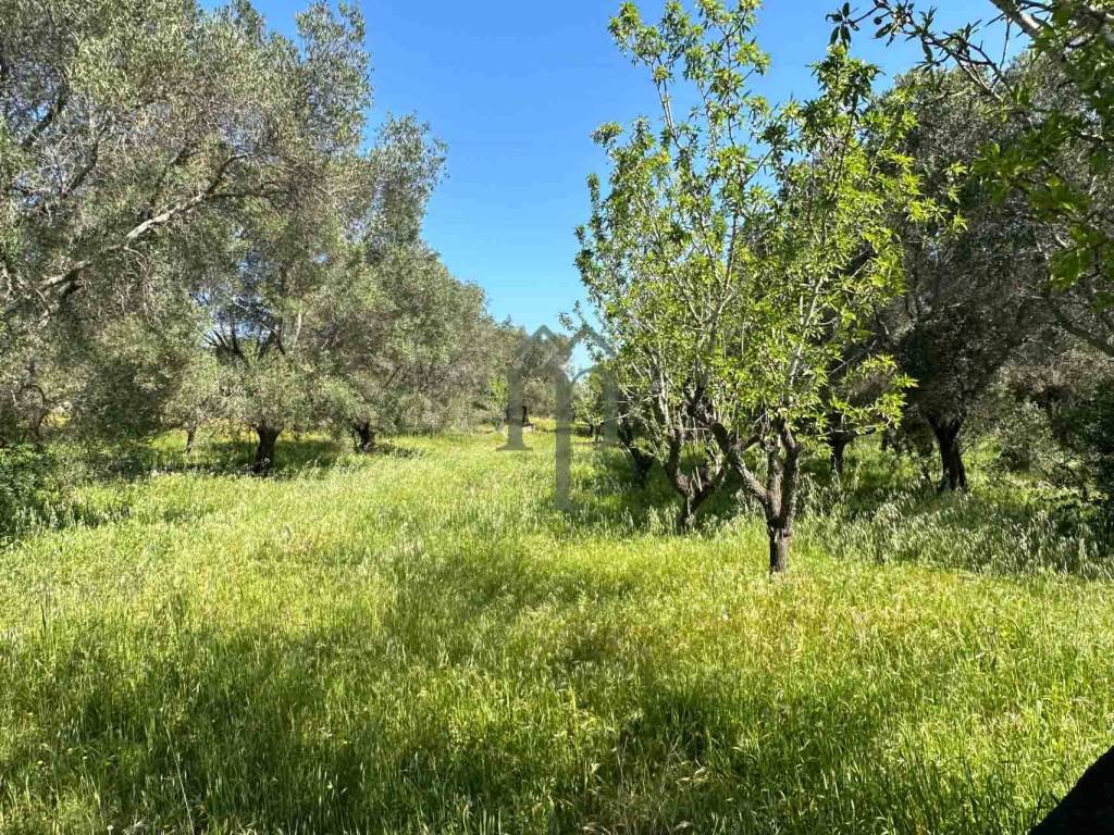 Terreno a Carovigno - Foto 4