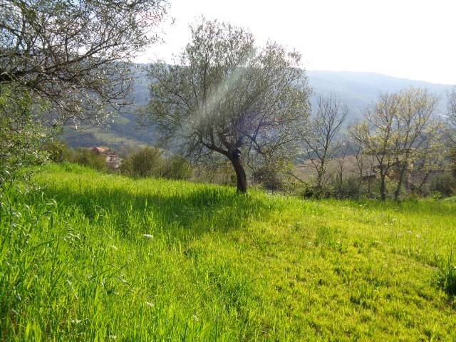 Terreno a Torchiara in torchiara - Foto 5