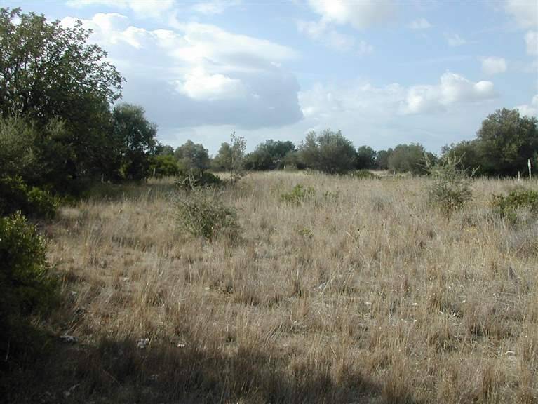 Terreno a Crispiano - Foto 2