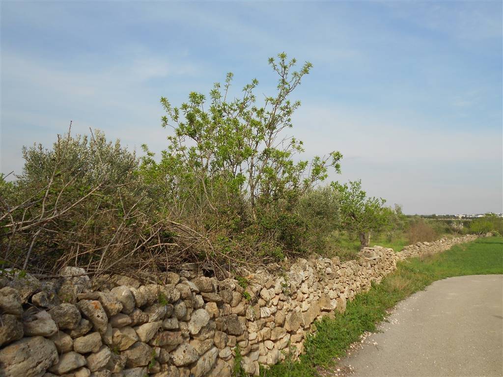 Terreno a Crispiano - Foto 3