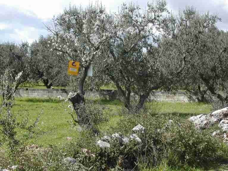 Terreno a Crispiano - Foto 2