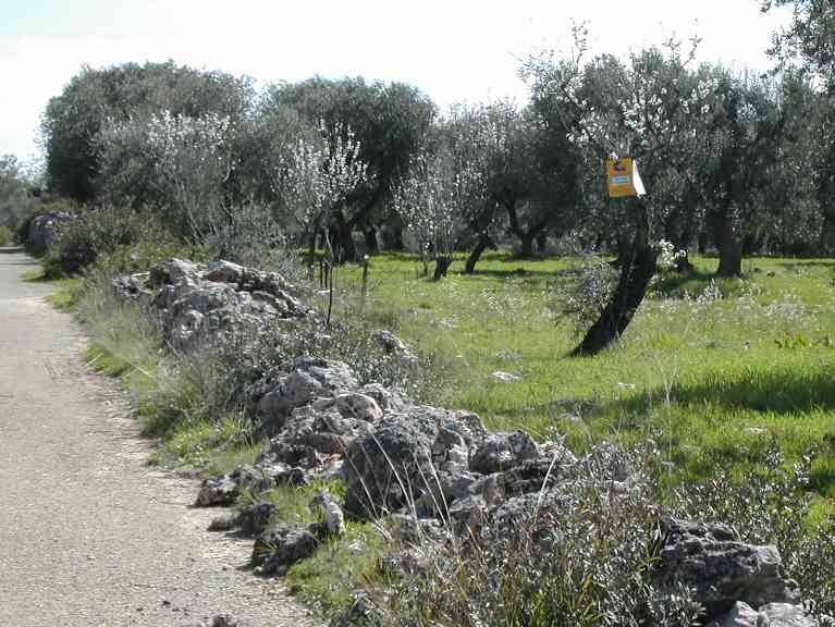 Terreno a Crispiano - Foto 5