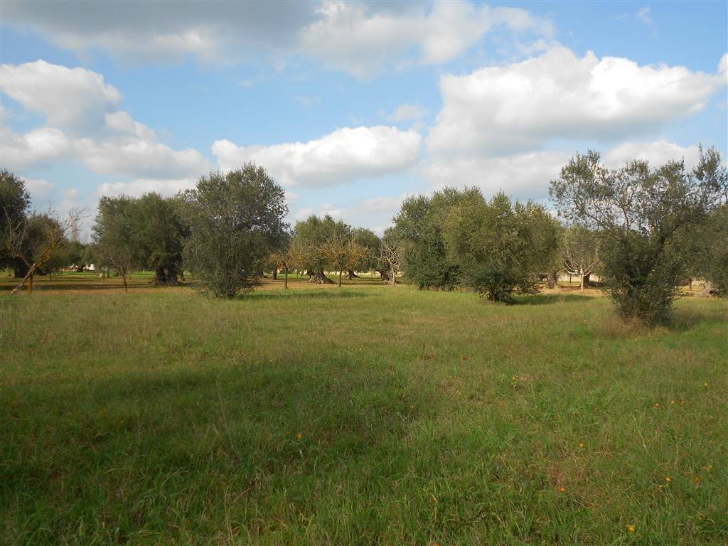 Terreno a Crispiano - Foto 3