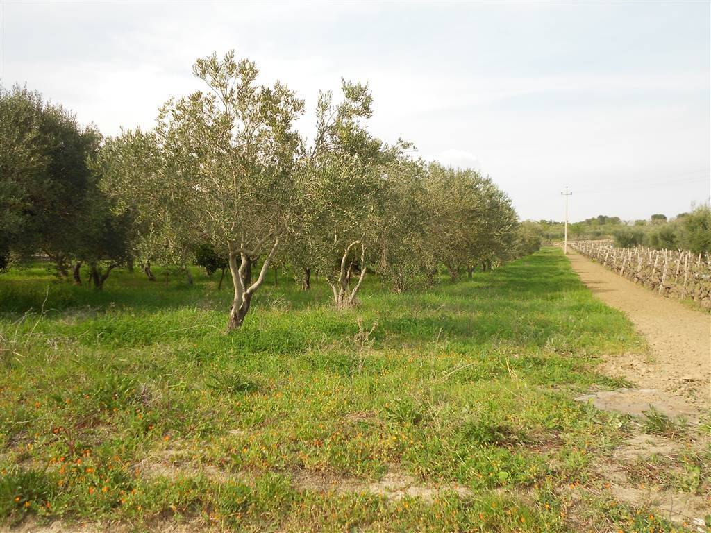 Terreno a Crispiano - Foto 3