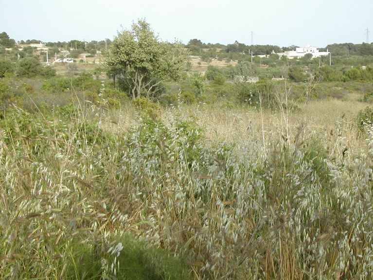 Terreno a Crispiano - Foto 5