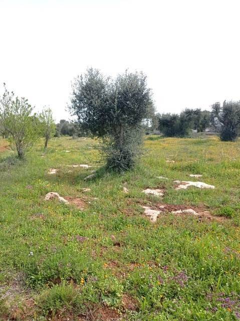 Terreno a Crispiano - Foto 5