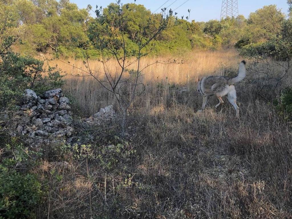 Terreno a Crispiano - Foto 5