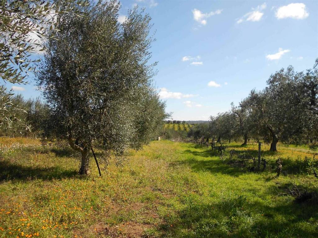 Terreno a Crispiano - Foto 5