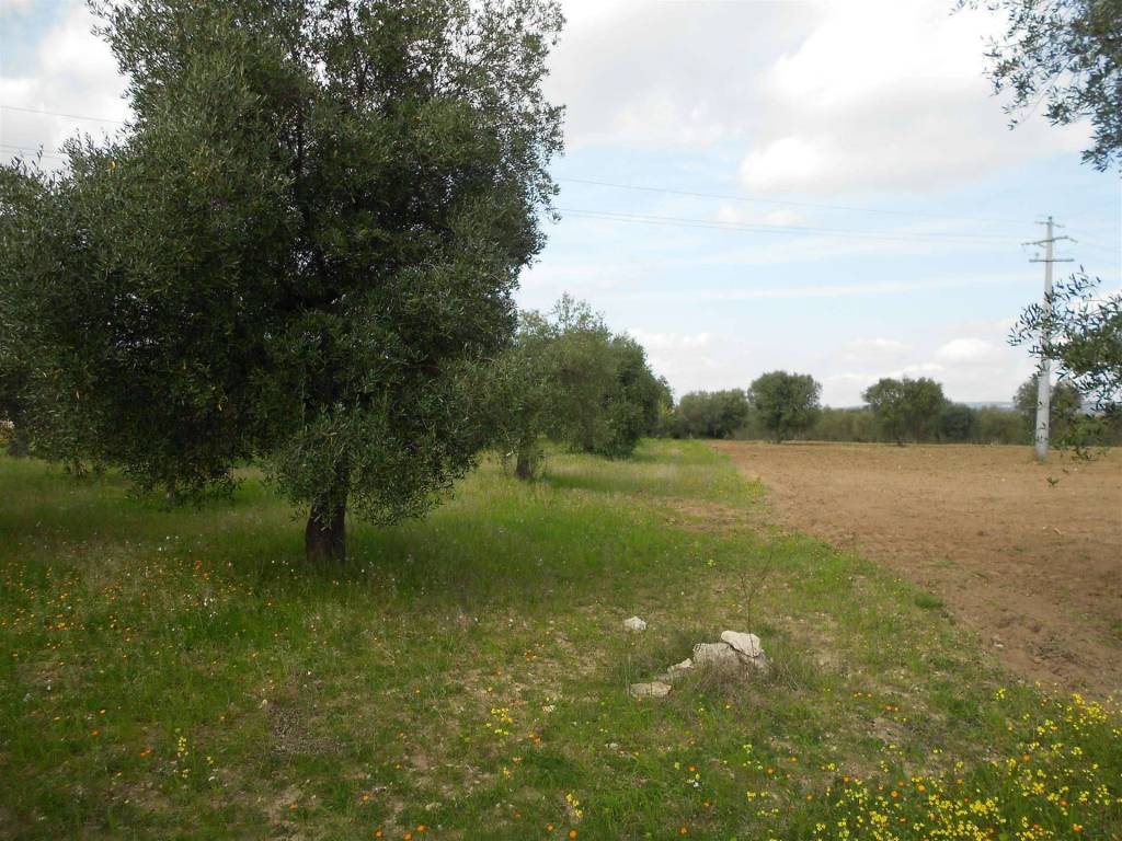 Terreno a Crispiano - Foto 3