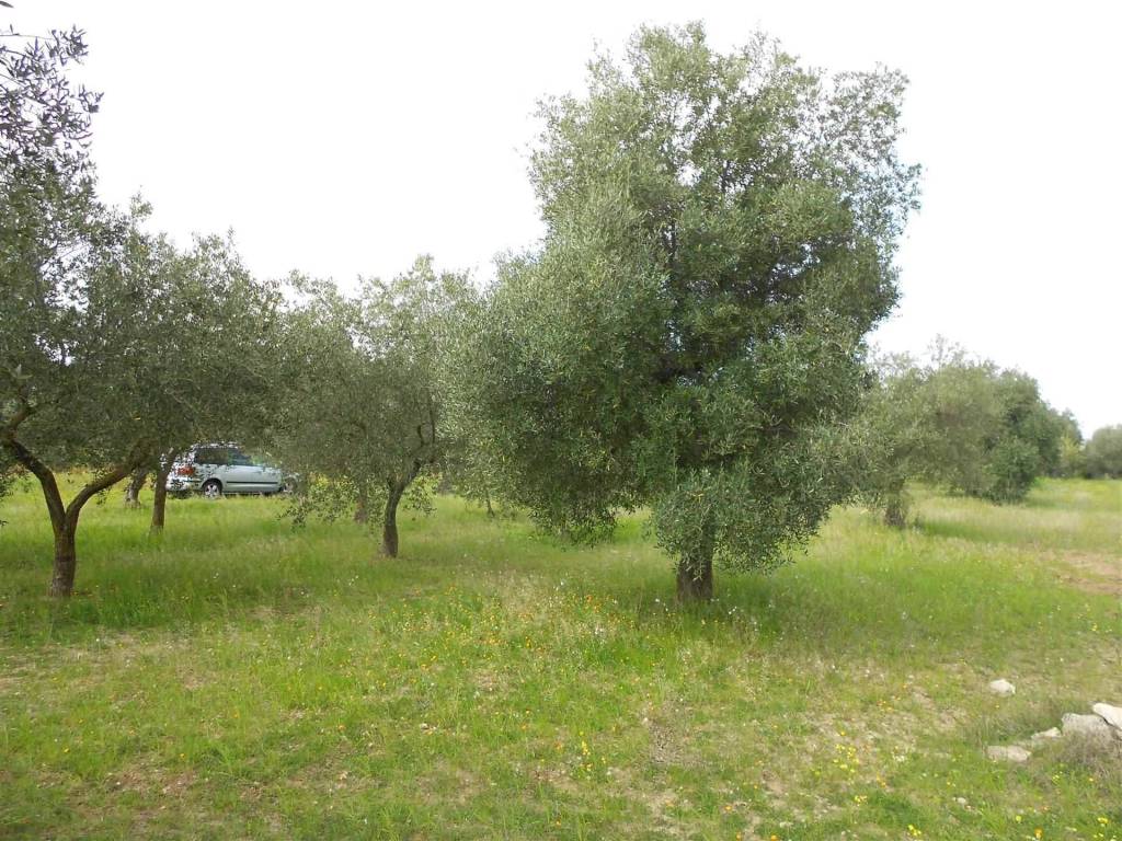 Terreno a Crispiano - Foto 4