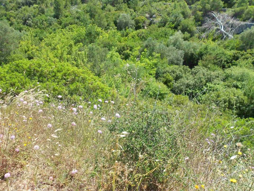 Terreno a Crispiano - Foto 4