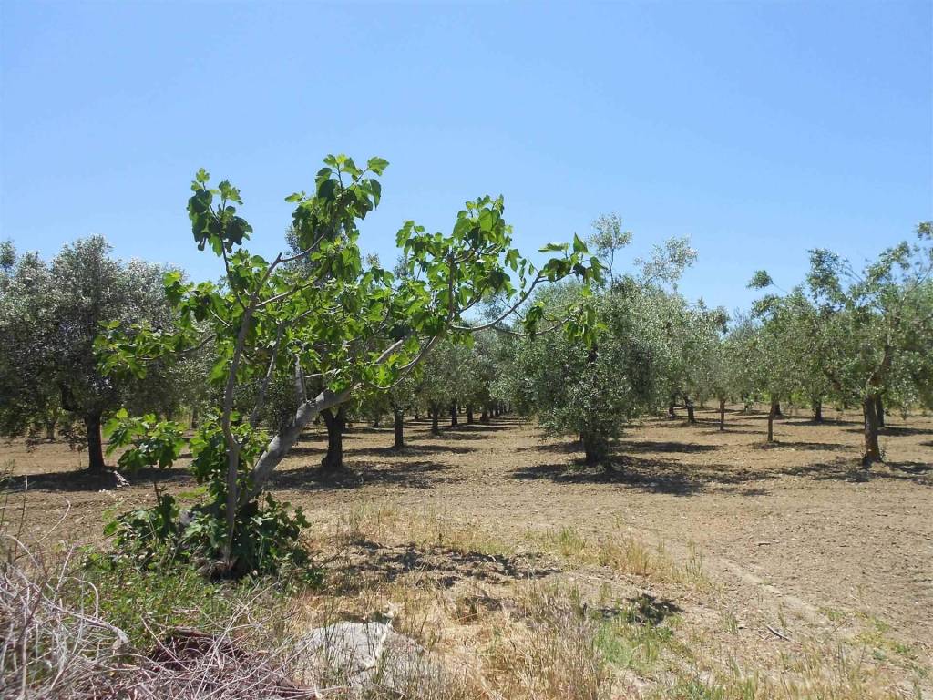 Terreno a Crispiano - Foto 5