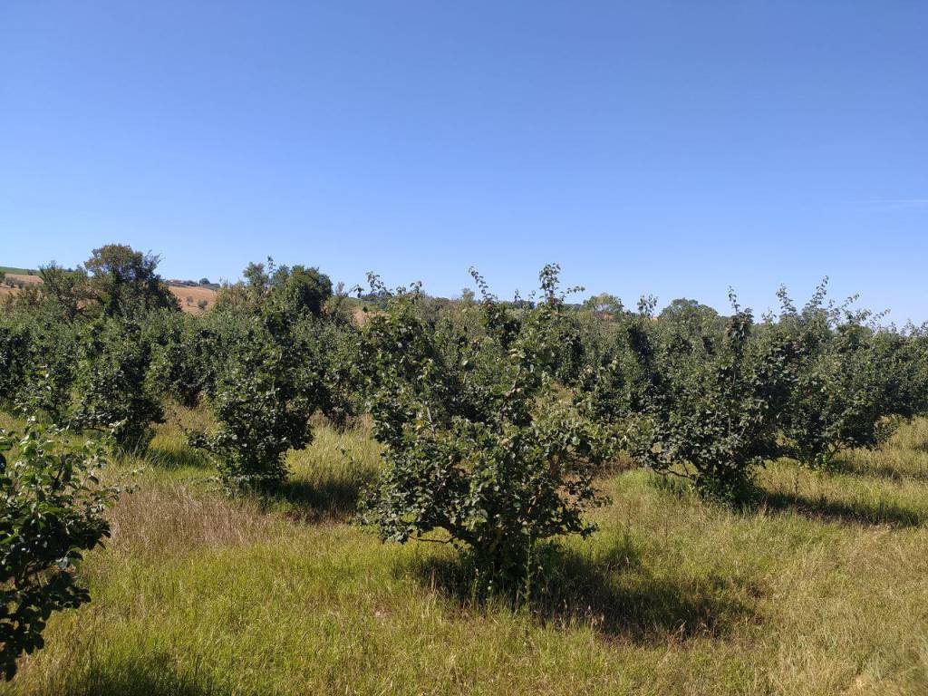 Terreno a Recanati in Contrada Ricciola - Foto 2
