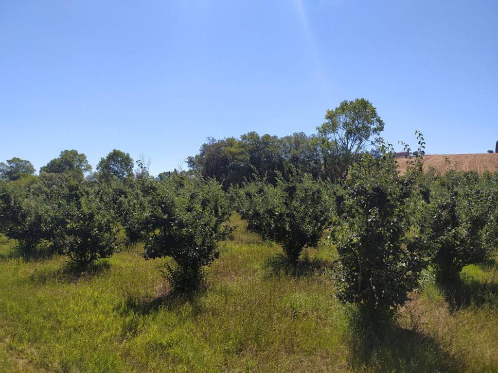 Terreno a Recanati in Contrada Ricciola - Foto 3